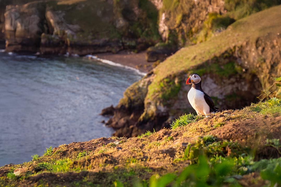 Puffin